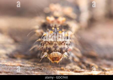 Frontalansicht des Kopfes einer gemeinsamen Pilz Moth (Metalectra Discalis) Raupe (Larve). Stockfoto