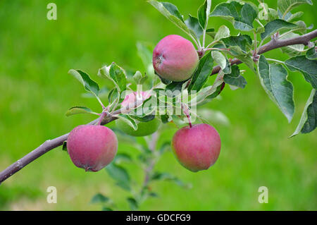 Kleine rote Äpfel am Zweig bereit für die Kommissionierung Stockfoto