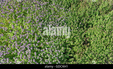 Die blühenden Sommer Gewürz - Thymian (Oregano) - jung und alt Graspflanzen auf einem Bett. Ansicht von oben. Sonnigen Tag Hintergrund Stockfoto