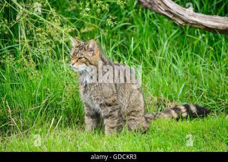 Schöne schottische Wildkatze am Baum im Sommer Sonne entspannen Stockfoto