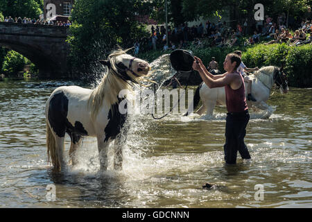 Pferde waschen im Fluss an einem heißen Sommertag in Appleby Horse Fair, Appleby Stockfoto