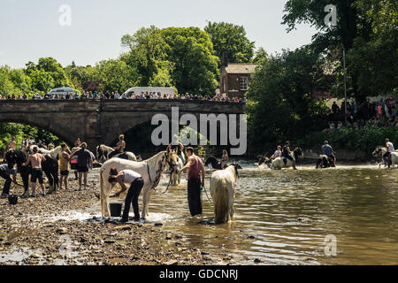 Pferde waschen im Fluss bei Appleby Horse Fair in Cumbria Stockfoto