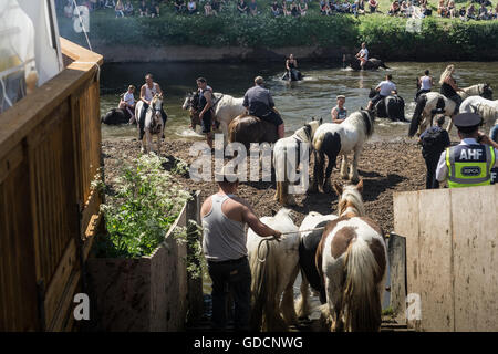 Pferde, gepaddelt und gereinigt in den Fluss in Appleby Horse Fair in Cumbria Stockfoto