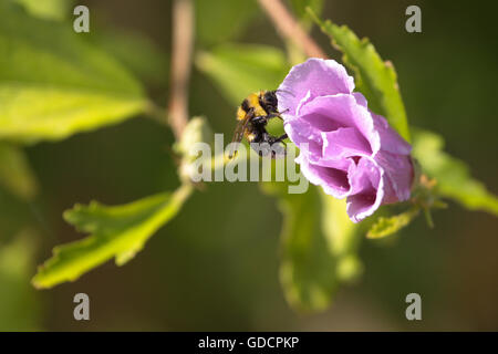 Eine fliegende Biene rund um eine Blume zu bestäuben. Stockfoto