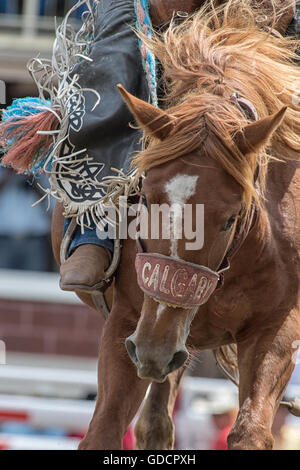 Sattel Bronc Reiter bei der Calgary Stampede Rodeo Stockfoto