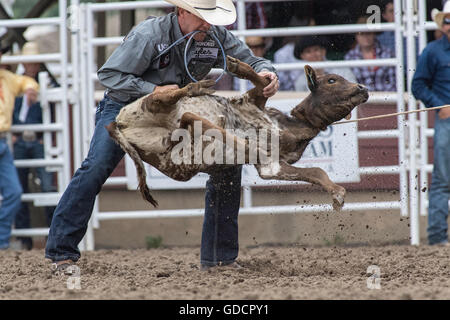 Bei der Calgary Stampede Rodeo roping Kalb Stockfoto
