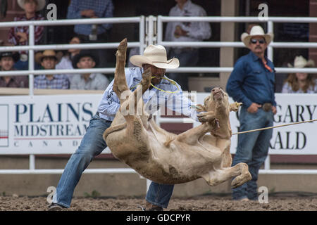 Bei der Calgary Stampede Rodeo roping Kalb Stockfoto
