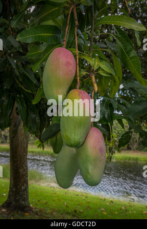 Mangos Reifen an einem Baum an einem See Stockfoto