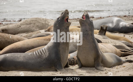 Die beiden nördlichen Seeelefanten (Mirounga leonina angustirostris) erwachsener Männer für Gehilfen während der mauserzeit kämpfen. Stockfoto