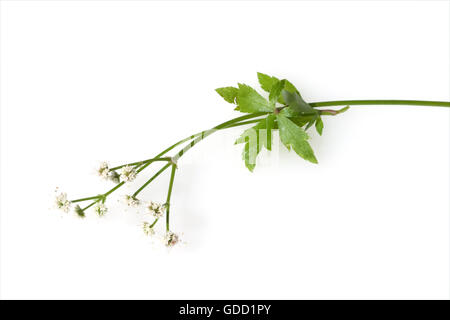 Sanikel; Wald-Sanikel; Sanicula europaea Stockfoto