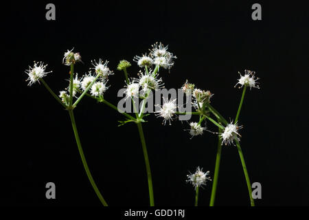 Sanikel; Wald-Sanikel; Sanicula europaea Stockfoto