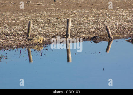 Holzpfähle an den niedrigen Gezeiten überfluteten Bereich Stockfoto