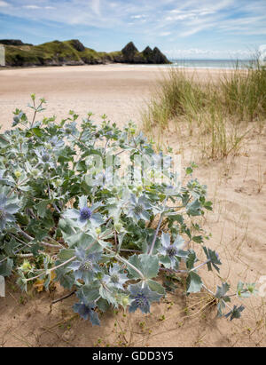 Blaue Blumen und silbrigen Blätter der Meer Holly Eryngium wächst in Dünen bei drei Cliff Bay auf der Gower Küste von South Wales UK Stockfoto