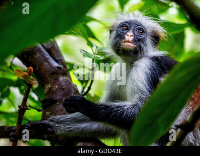 Roten Colobus Affen Procolobus Kirkii an der Jozani Forest auf der Insel Sansibar Ostafrikas Stockfoto