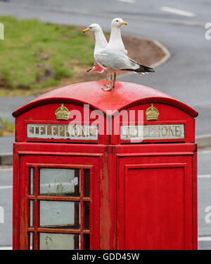 Zwei Silbermöwen auf dem Dach des roten K6 Telefon Kiosk in Bristol UK Stockfoto