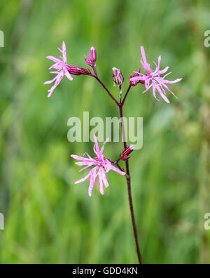 Ragged Robin Lychnis Flos-Cuculi Blumen in sumpfigen Boden bei Kenfig Borrows in South Wales UK Stockfoto