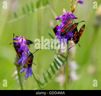 Fünf Spot Burnet Motten Zygaena Trifolii Menschenmenge auf Nektar reichen Tufted Vetch Blumen Vicia Cracca in Somerset-Field-UK Stockfoto