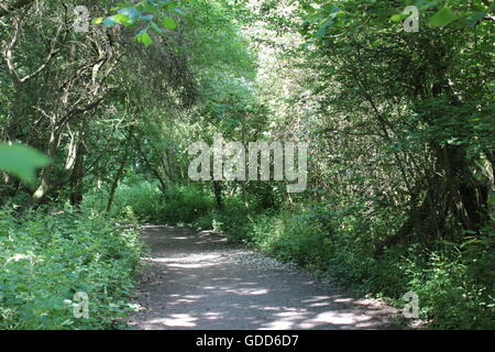 Bäume und Track in Ambion Woods Stockfoto