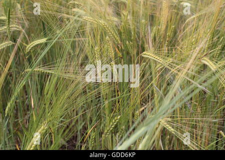 Ernte in voller Blüte Stockfoto