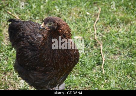 Rebhuhn Cochin Henne in Grass Stockfoto