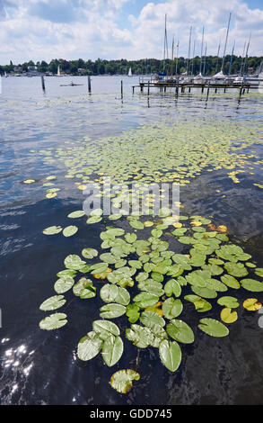 Seerosen am Wannsee, Berlin, Deutschland mit einem Steg, Yachten und Ruderer im Hintergrund Stockfoto