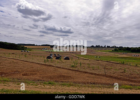 Freilandhaltung Schweinefarm in der Norfolk, wo Schweine im Schlamm und freiem Himmel durchstreifen können. Stockfoto