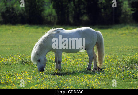 SHETLAND PONY, ERWACHSENEN STEHEN IN EINER BLUMENWIESE Stockfoto