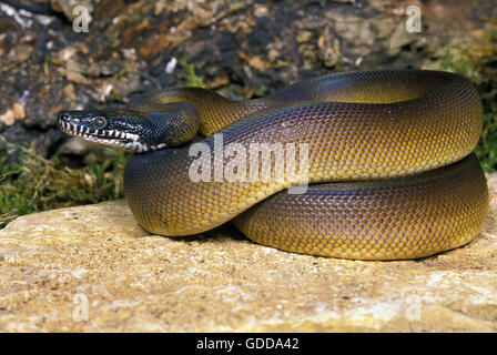Weiße Lippen Python, Liasis albertisi Stockfoto