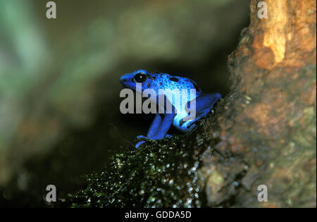 BLUE POISON FROG Dendrobates azureus Stockfoto