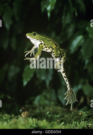 Essbare Frosch oder Green Frog, Rana Esculenta, Erwachsene springen Stockfoto