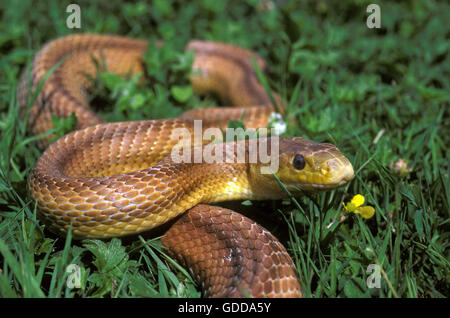 Vier-gezeichnete Schlange, bieten quatuorlineata Stockfoto