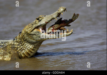 SPECTACLED BRILLENKAIMAN Caiman Crocodilus, Erwachsene fangen Fische, LOS LIANOS IN VENEZUELA Stockfoto