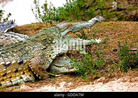 Orinoco Krokodil Crocodylus Intermedius, Erwachsene mit offenen Mund Regulierung der Körpertemperatur, Los Lianos in Venezuela Stockfoto