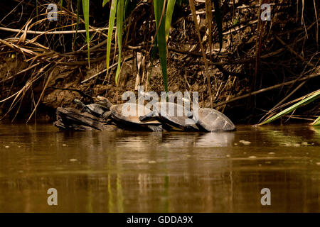 GELB GEFLECKTEN RIVER Schildkröte Podocnemis Unifilis, MADRE DE DIOS Fluss im MANU Nationalpark PERU Stockfoto