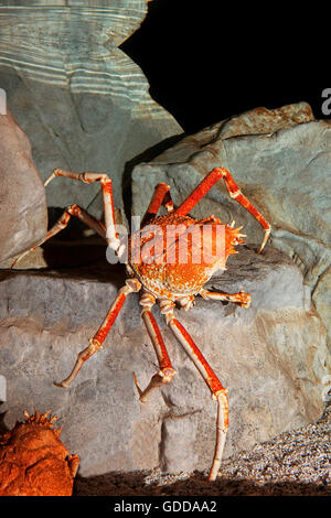 JAPANISCHE SEESPINNE oder riesigen SEESPINNEN Macrocheira Kaempferi, ADULT ON ROCK Stockfoto