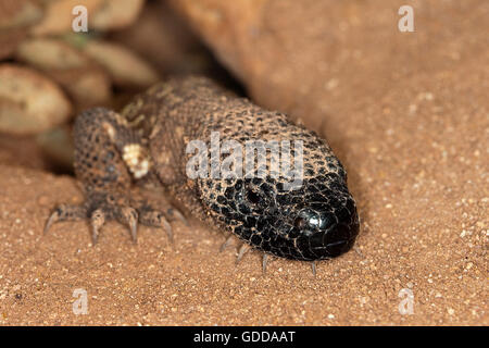 Perlen-ECHSE Heloderma Horridum, A giftige SPECY, kommen aus der KAVITÄT Stockfoto