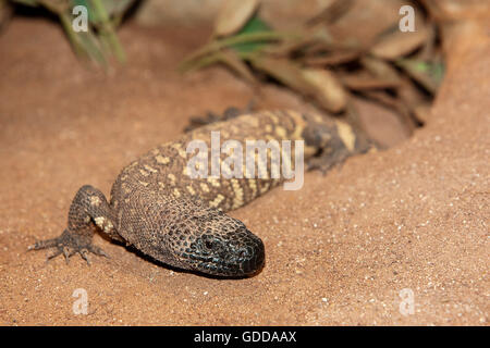 Perlen-ECHSE Heloderma Horridum, A giftige SPECY, Erwachsene Stockfoto