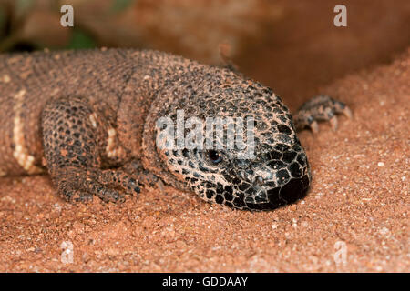 Perlen-ECHSE Heloderma Horridum, A giftige SPECY, Erwachsene Stockfoto