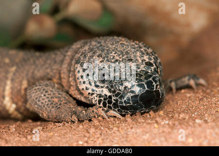 Wulstige Eidechse, Heloderma Horridum, eine giftige Specy Stockfoto