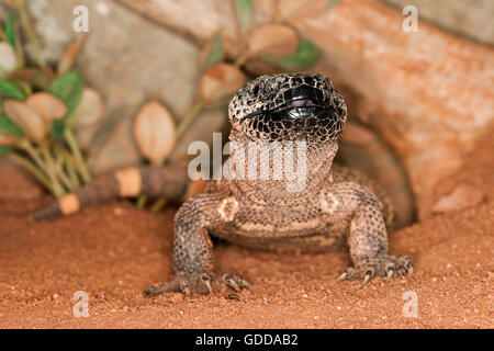 Wulstige Eidechse, Heloderma Horridum, eine giftige Specy Stockfoto