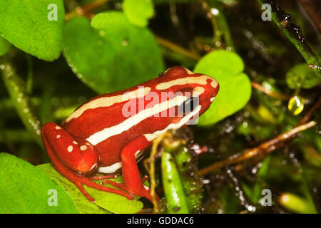 PHANTASMAL POISON FROG Epipedobates Tricolor, Erwachsene Stockfoto
