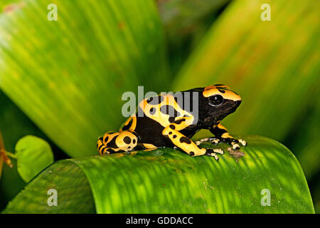 GELB-BANDED POISSON FROG Dendrobates Leucomelas, Erwachsene Stockfoto