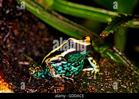 ERFREULICHE POISON FROG Epipedobates Bassleri, FLATTERND, waren Stockfoto