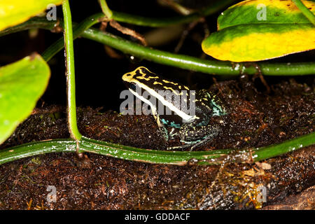 ERFREULICHE POISON FROG Epipedobates Bassleri, FLATTERND, waren Stockfoto