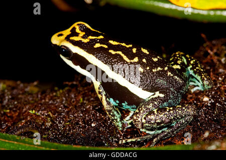 ERFREULICHE POISON FROG Epipedobates Bassleri, FLATTERND, waren Stockfoto