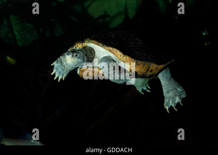 ASIATISCHER Teich Schildkröte oder Tempel RIESENSCHILDKRÖTE Heosemys Grandis, Erwachsene Stockfoto