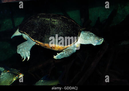 ASIATISCHER Teich Schildkröte oder Tempel RIESENSCHILDKRÖTE Heosemys Grandis, Erwachsene Stockfoto