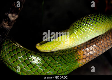 ROTSCHWANZ-grün Ratte Schlange Gonyosoma Oxycephala, Erwachsene Stockfoto