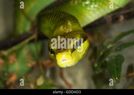 ROTSCHWANZ-grün Ratte Schlange Gonyosoma oxycephala Stockfoto