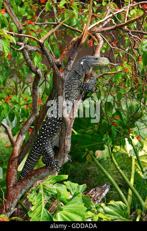 Krokodil-Monitor, Varanus Salvadorii, Erwachsenen thront in Baum Stockfoto